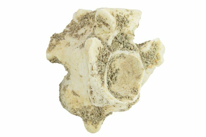 Fossil Sea Snake (Palaeophis) Vertebra - Morocco #277583